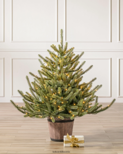 Balsam Hill Baby-Sanibel-Fichte im Topf ZHVJF165 Dekoration