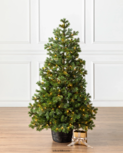Balsam Hill Baby-Yukon-Fichte im Topf ZHVJF169 Dekoration